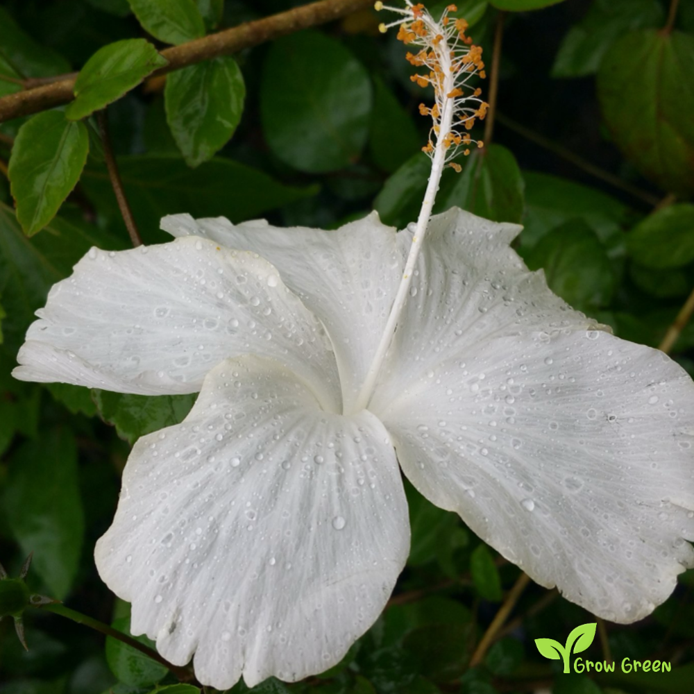 5 seeds of Hibiscus White - HIBISCUS + 5 seed Sunflower