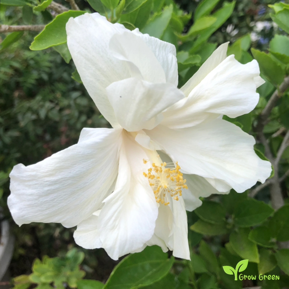 5 seeds of Hibiscus White - HIBISCUS + 5 seed Sunflower