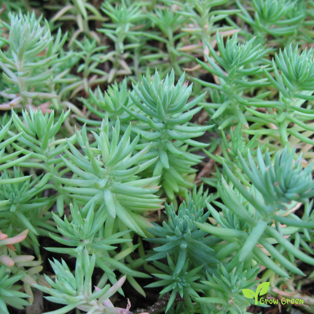 15 seeds of Jenny's Stonecrop - SEDUM RUPESTRE REFLEXUM + 5 seeds of Sunflower
