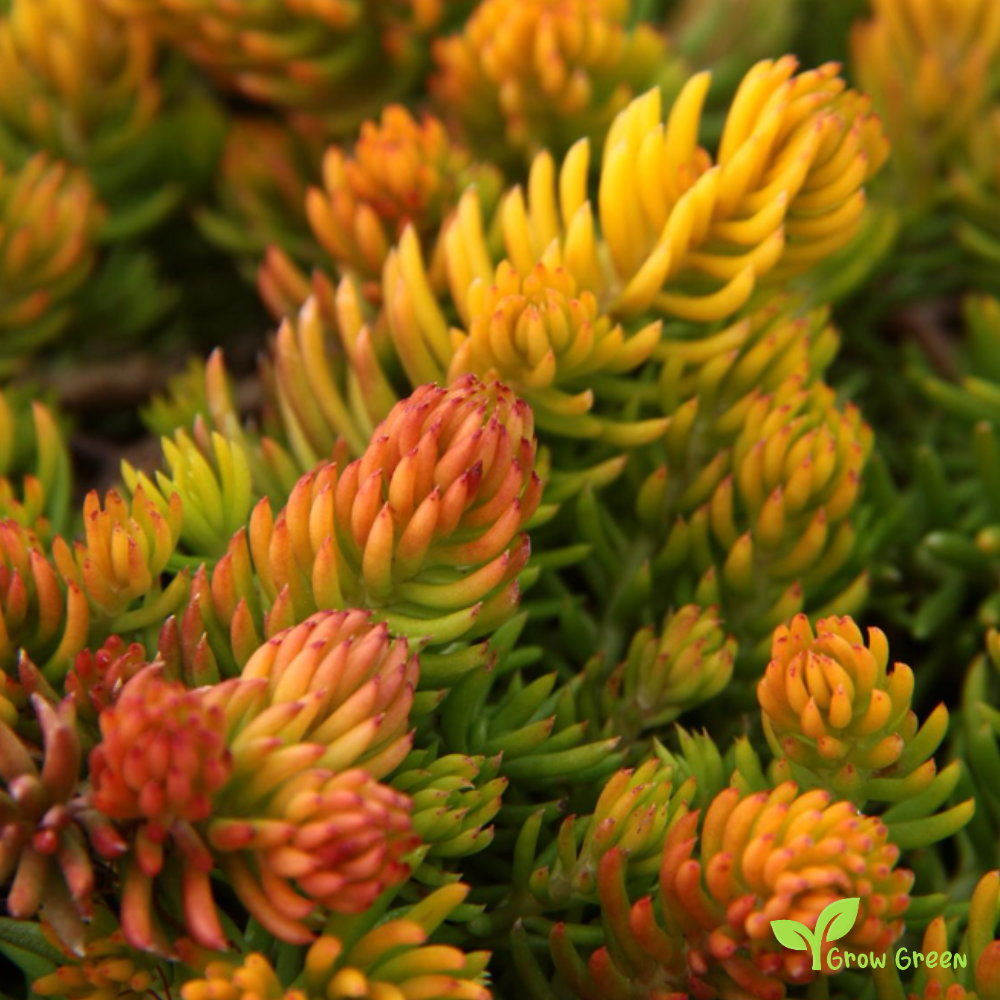 15 seeds of Jenny's Stonecrop - SEDUM RUPESTRE REFLEXUM + 5 seeds of Sunflower