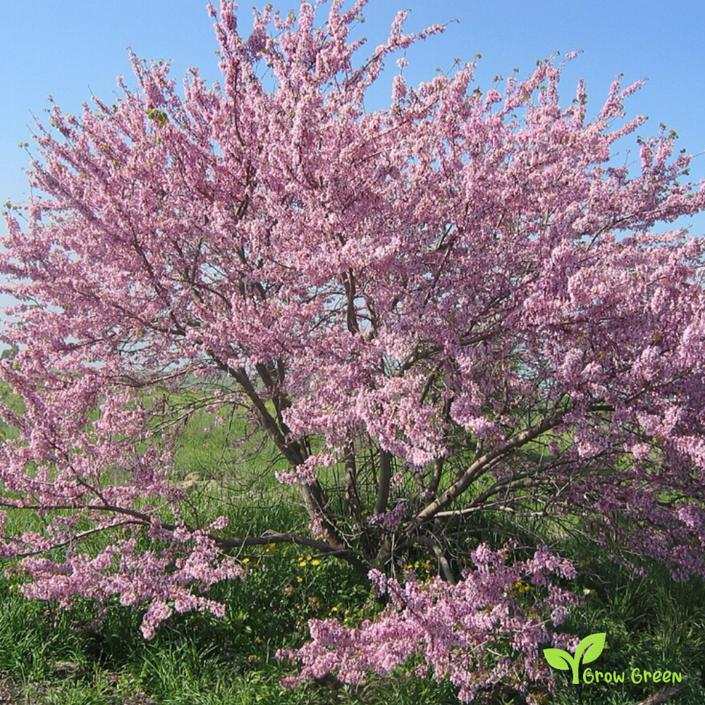 10 seeds of Judas Tree - CERCIS SILIQUASTRUM + 5 seeds of Sunflower