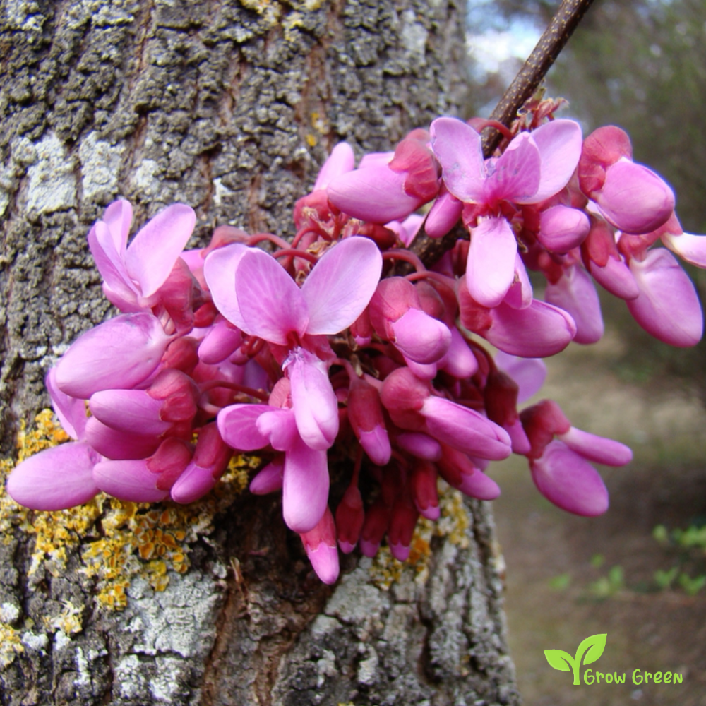 10 seeds of Judas Tree - CERCIS SILIQUASTRUM + 5 seeds of Sunflower