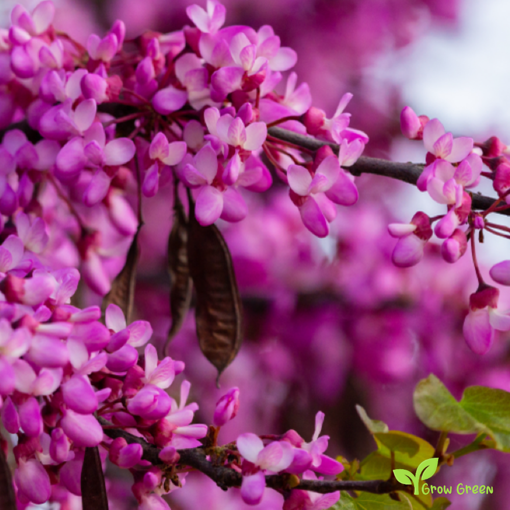 10 seeds of Judas Tree - CERCIS SILIQUASTRUM + 5 seeds of Sunflower