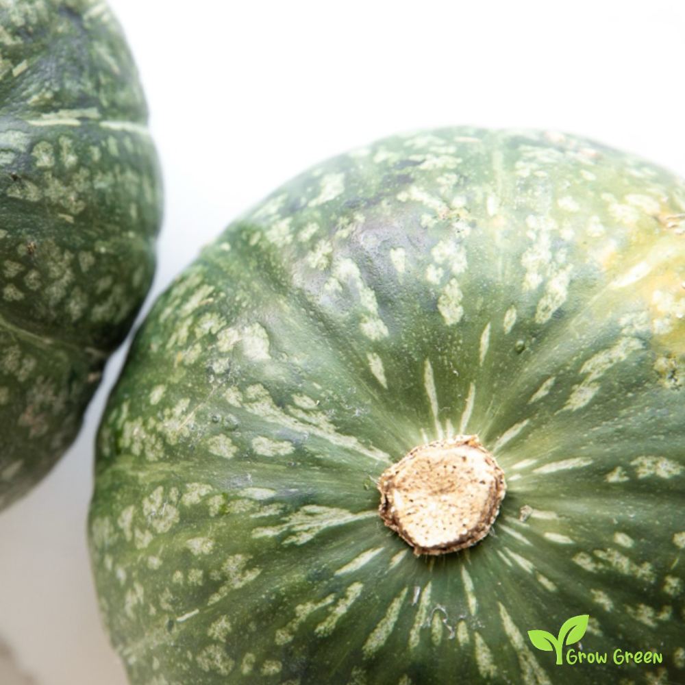 10 seeds of Kabocha Pumpkin - CUCURBITA - Squash + 5 seeds of Sunflower