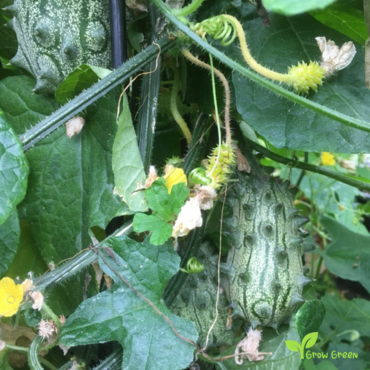 15 seeds Kiwano - CUCUMIS METULIFERUS - Jelly Melon + 5 seeds Sunflower