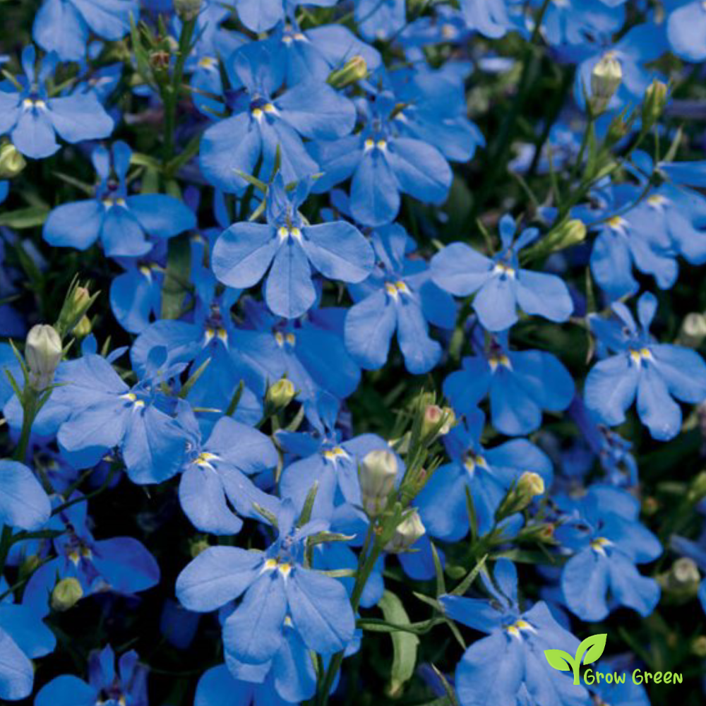30 seeds of Lobelia Blue - LOBELIA + 5 seeds of Sunflower