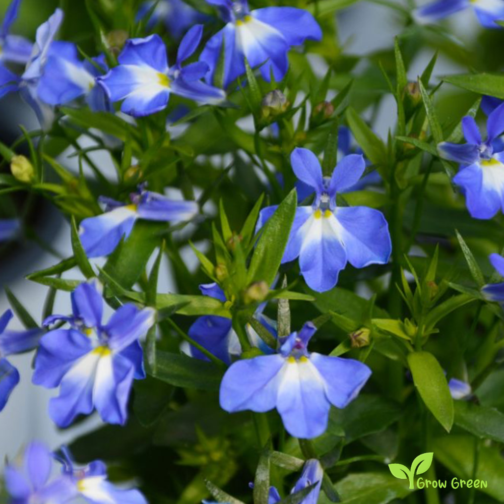 30 seeds of Lobelia Blue - LOBELIA + 5 seeds of Sunflower