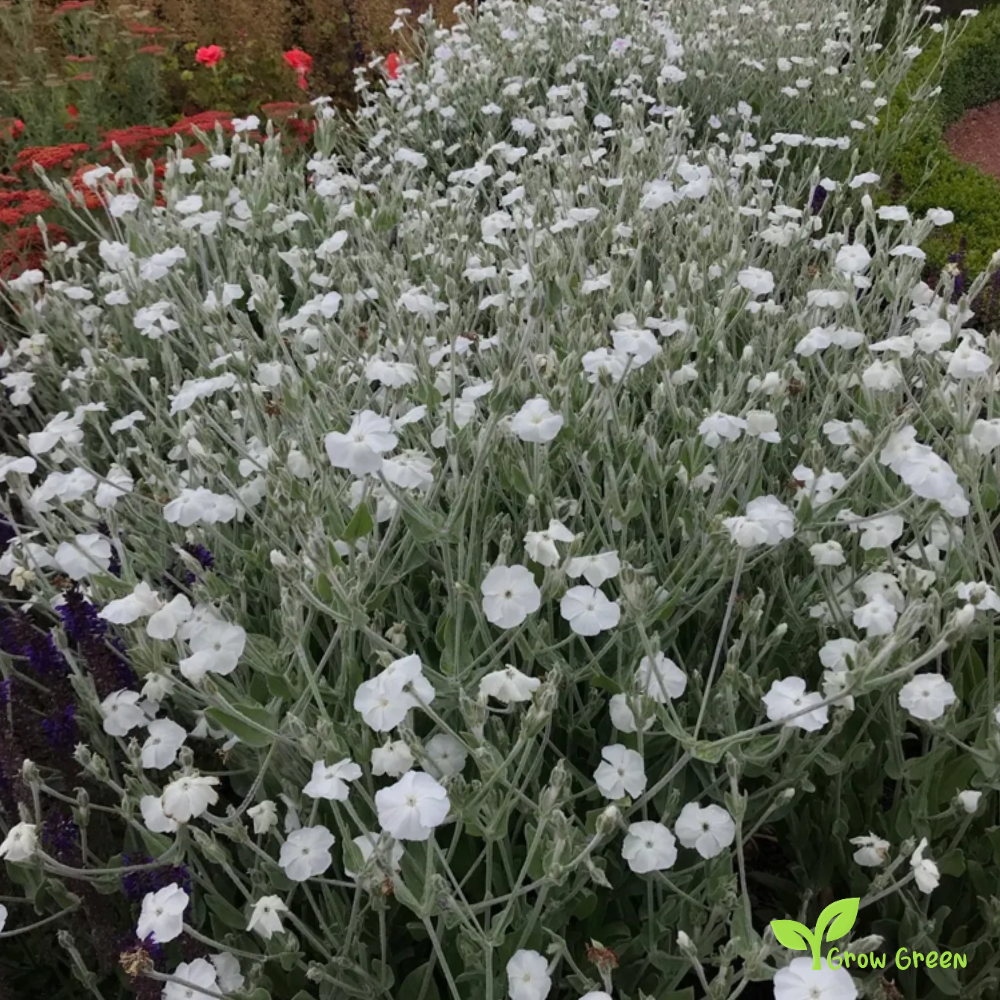 20 seeds of LYCHNIS SILENE CORONARIA Alba + 5 seeds of Sunflower