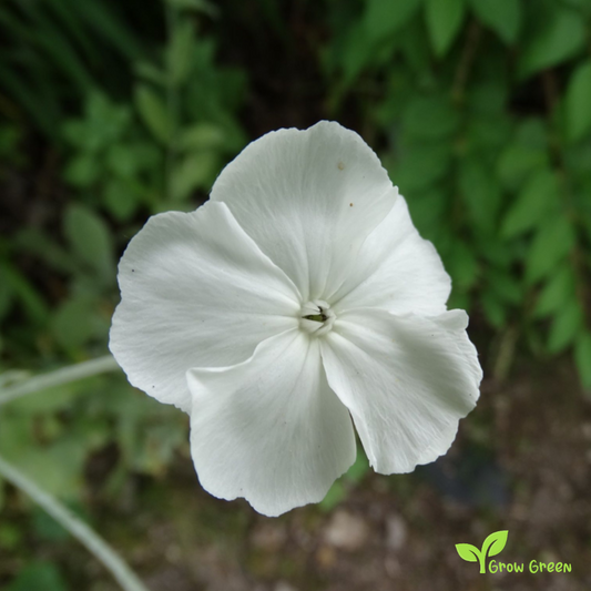 20 seeds of LYCHNIS SILENE CORONARIA Alba + 5 seeds of Sunflower