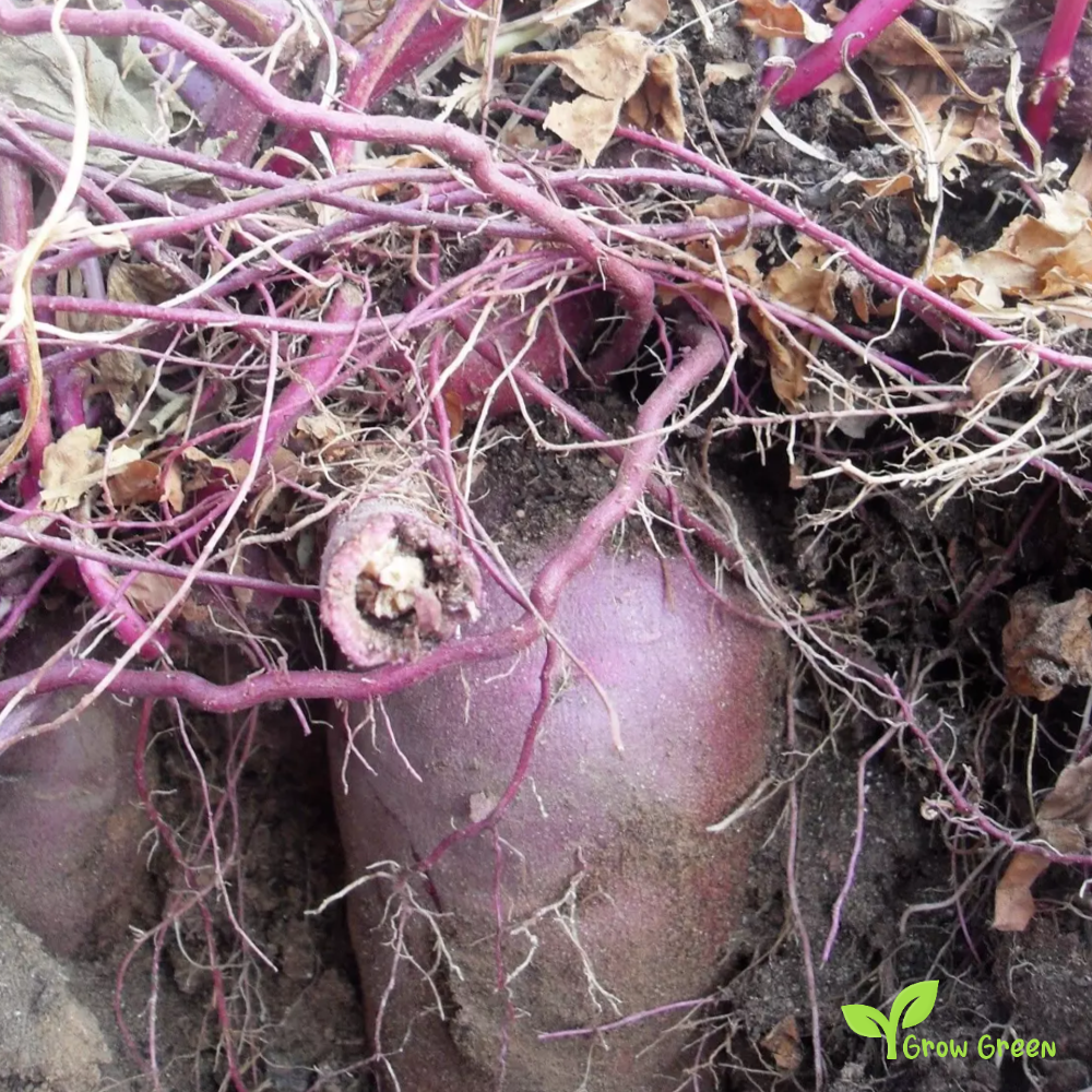 1 root of Purple Sweet Potato - IPOMEA BATATAS - Purple Flesh Yam + 5s Sunflower