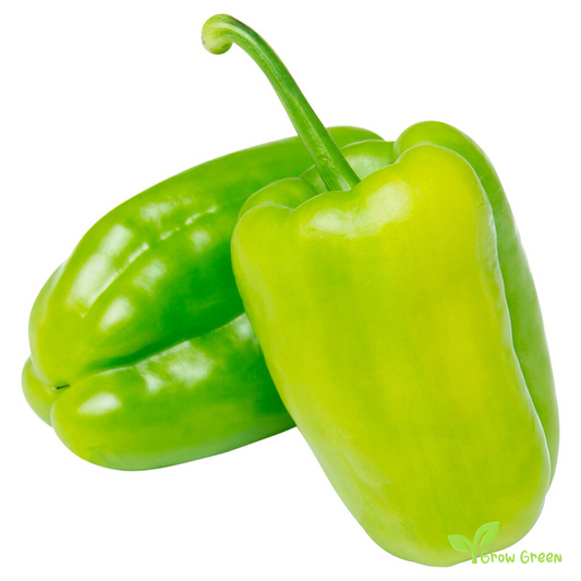 15 seeds Antep Aci Dolma Pepper - CAPSICUM ANNUUM + 5 seeds Sunflower