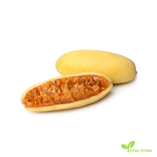 10 seeds Banana Passionfruit - PASSIFLORA MIXTA - Curuba - Taxo  + 5 seeds Sunflower