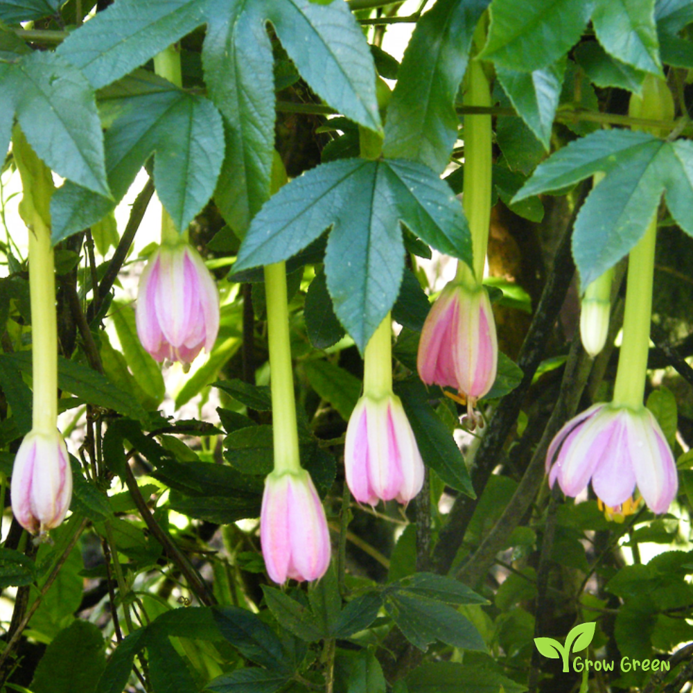 10 seeds Banana Passionfruit - PASSIFLORA MIXTA - Curuba - Taxo  + 5 seeds Sunflower