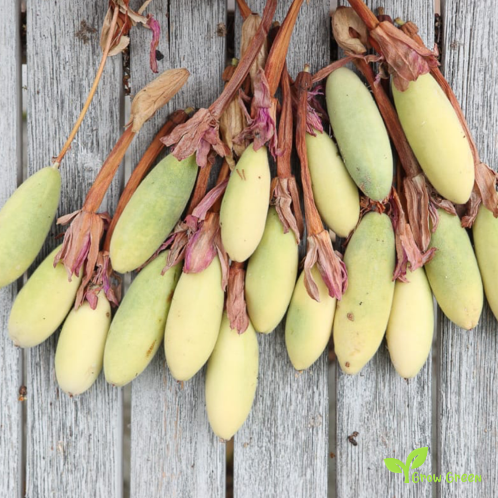 10 seeds Banana Passionfruit - PASSIFLORA MIXTA - Curuba - Taxo  + 5 seeds Sunflower