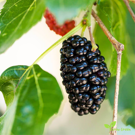 15 seeds of Black Mulberry - MORUS NIGRA + 5 seeds Sunflower