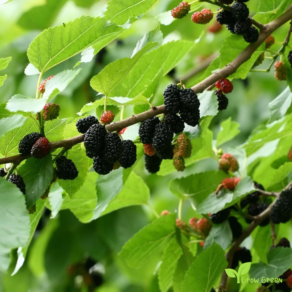 15 seeds of Black Mulberry - MORUS NIGRA + 5 seeds Sunflower