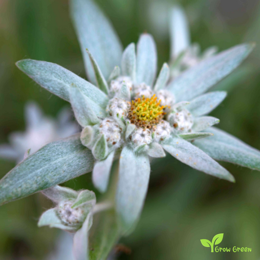 15 seeds of Edelweiss - LEONTOPODIUM NIVALE + 5 seed Sunflower
