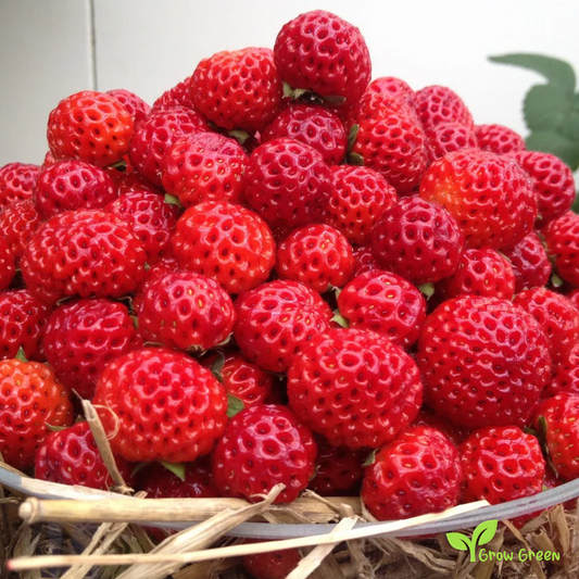 15 seeds of Framberry - FRAGARIA - Strawberry + 5 seeds of Sunflower