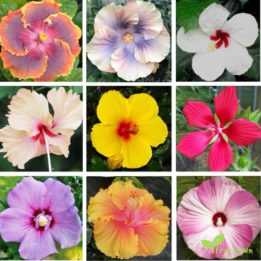 5 seeds of Hibiscus Pink, White and Blue - HIBISCUS + Gift 5 seeds of Sunflower