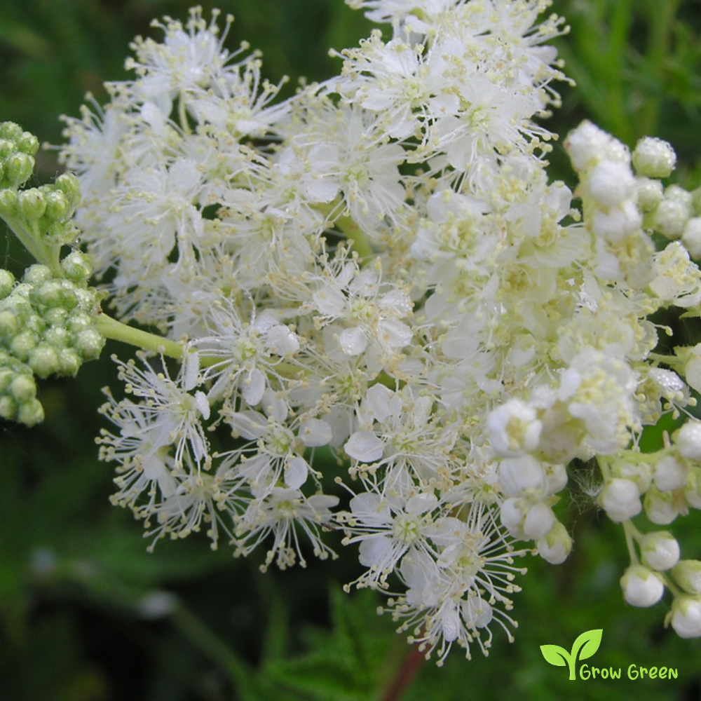 15 seeds of Meadowsweet - FILIPENDULA ULMARIA - Mead Wort + 5 seeds of Sunflower