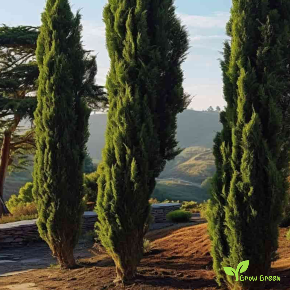 15 seeds of Mediterranean Cypress - CUPRESSUS SEMPREVIRENS +5 seeds of Sunflower