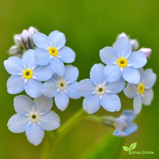 10 seeds of Myosotis - MYOSOTIS SYLVATICA - Forget Me Not + 5 seeds of Sunflower
