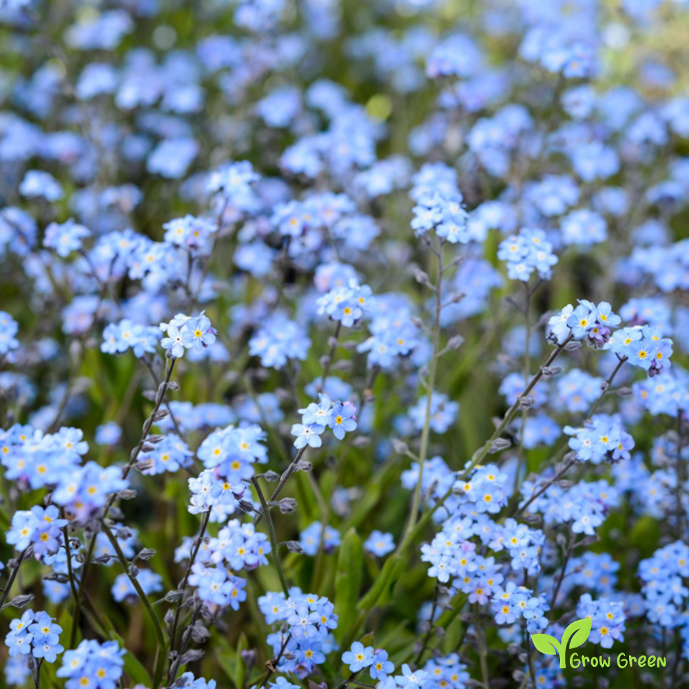 10 seeds of Myosotis - MYOSOTIS SYLVATICA - Forget Me Not + 5 seeds of Sunflower