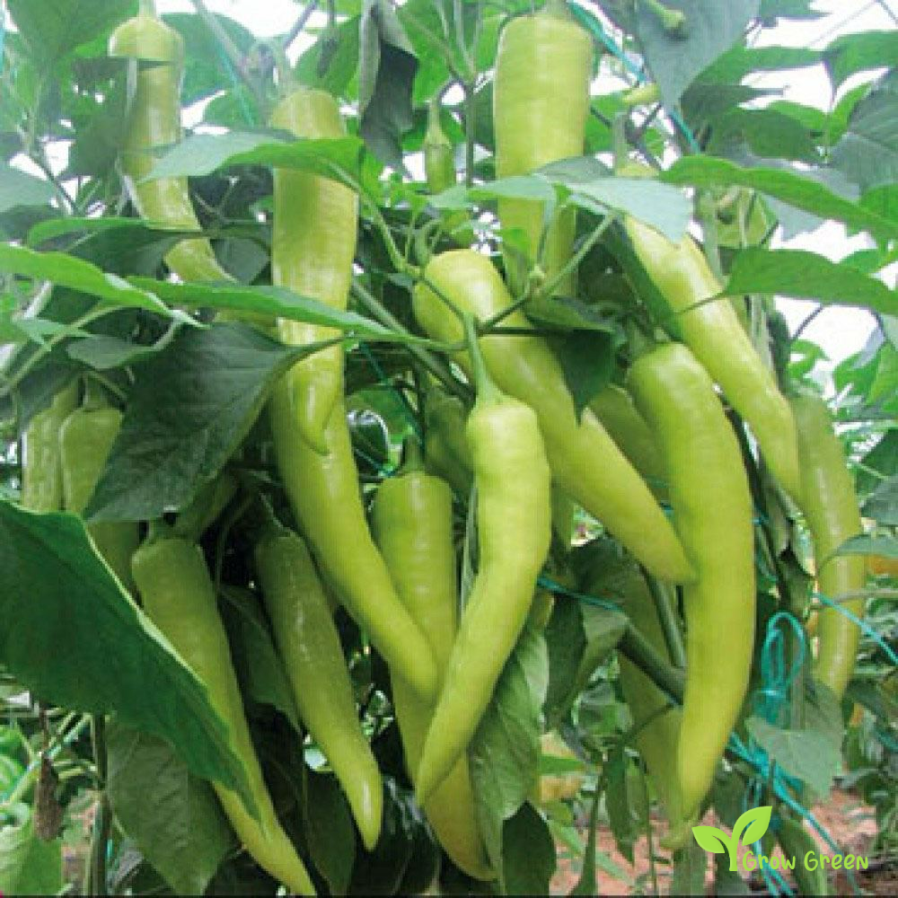 10 seeds of Pepper Carliston - CAPSICUM ANNUUM - Biber + 5 seeds of Sunflower