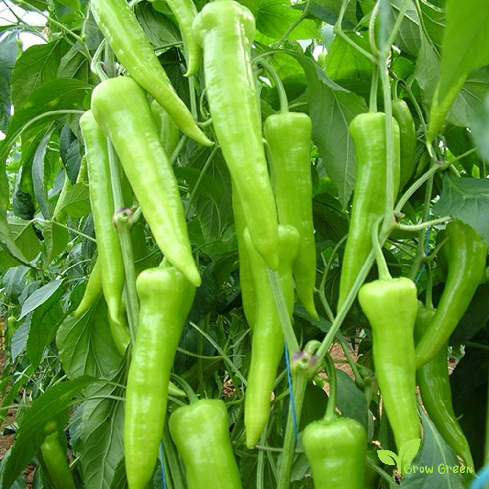 10 seeds of Pepper Carliston - CAPSICUM ANNUUM - Biber + 5 seeds of Sunflower