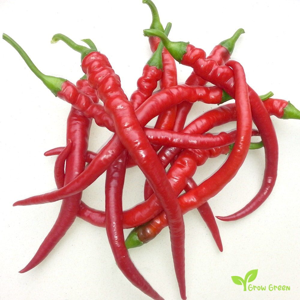 10 seeds of Pepper Sivri - CAPSICUM ANNUUM - Biber + 5 seeds of Sunflower