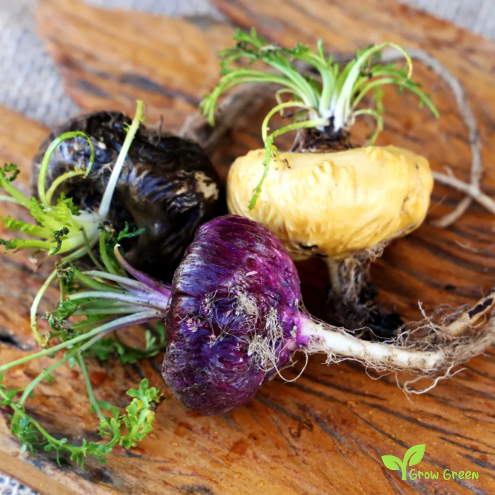 10 seeds of Peruvian Ginseng - LEPIDIUM MEYENII - Maca + 5 seeds of Sunflower