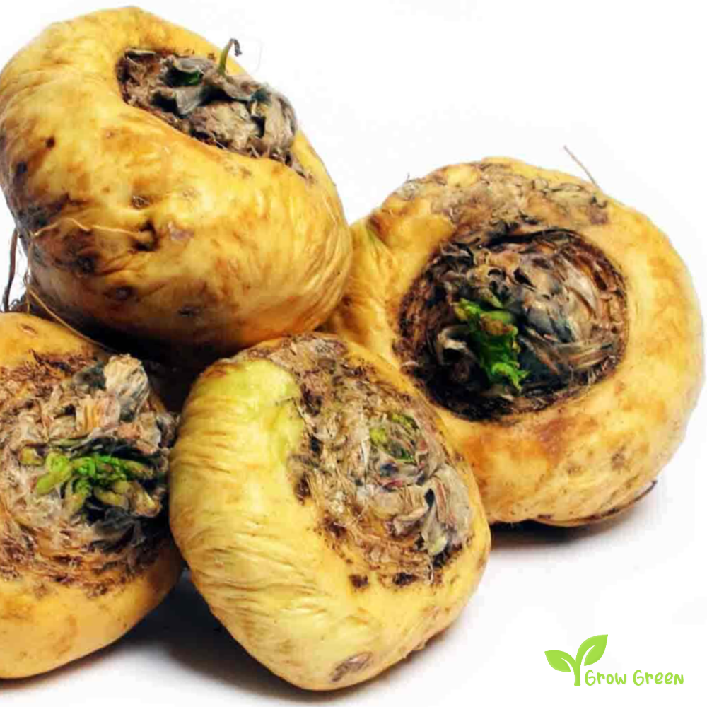 10 seeds of Peruvian Ginseng - LEPIDIUM MEYENII - Maca + 5 seeds of Sunflower