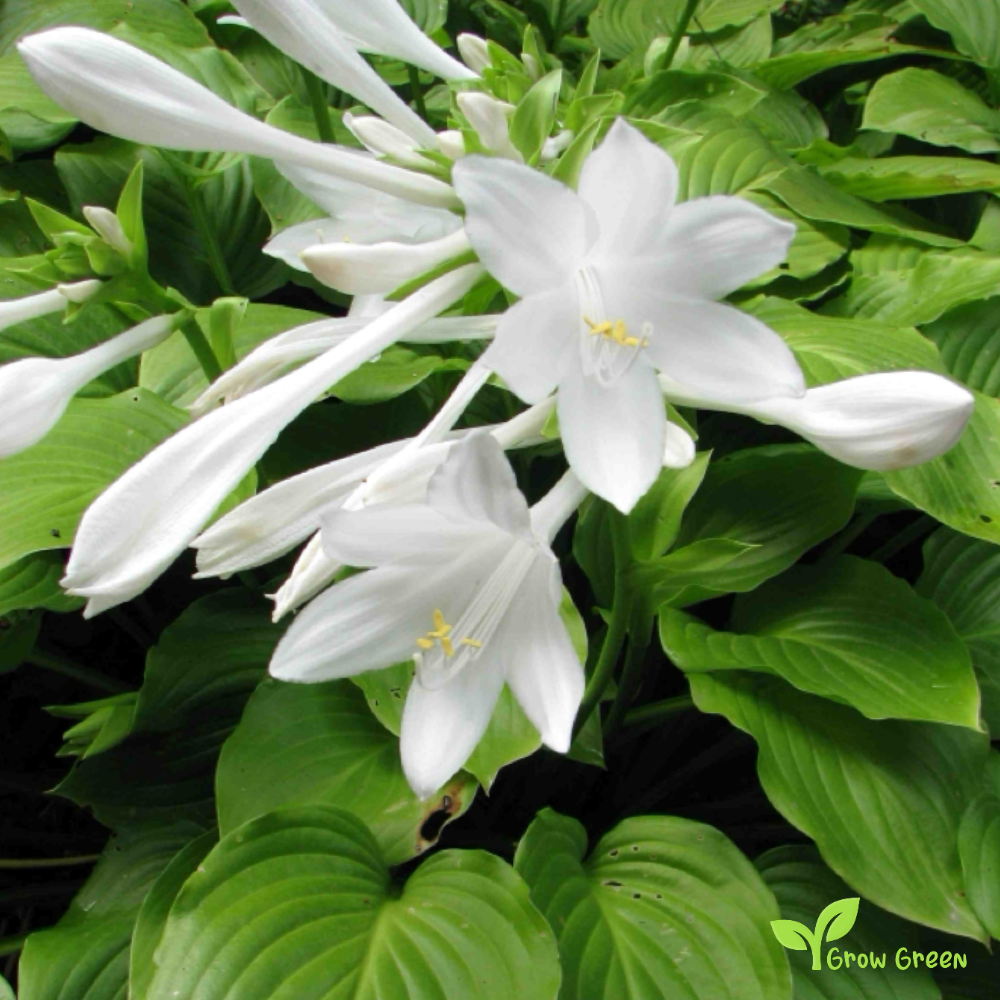 10 seeds of Plantain Lily - HOSTA LILY + 5 seeds of Sunflower