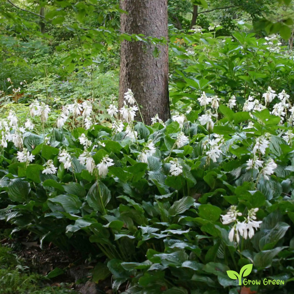 10 seeds of Plantain Lily - HOSTA LILY + 5 seeds of Sunflower