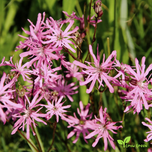 10 seeds of Ragged Robin - LYCHNIS SILENE  Flos Cuculi + 5 seeds of Sunflower