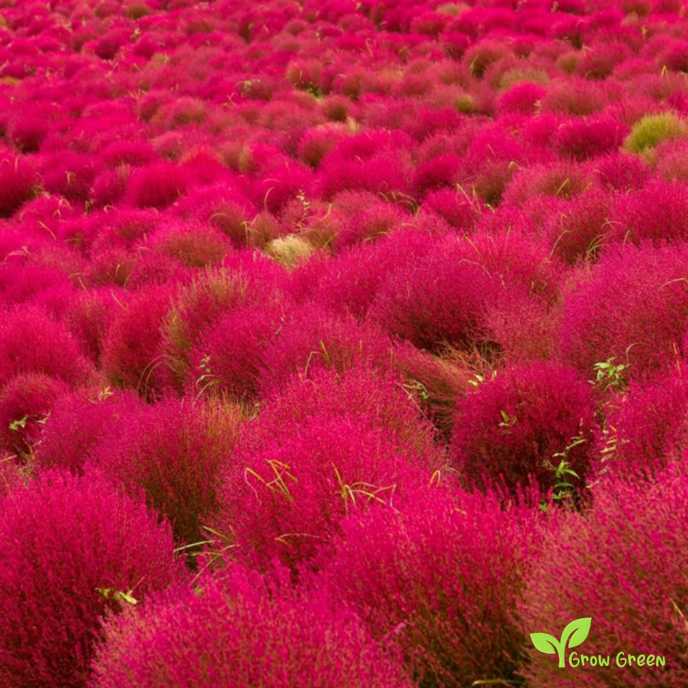 10 seeds of Red Burningbush - BASSIA SCOPARIA - Kochia + 5 seeds of Sunflower
