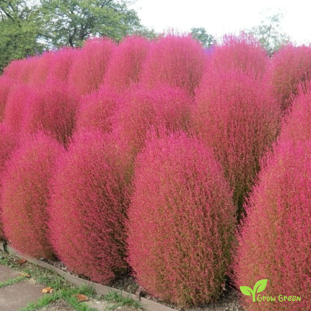 10 seeds of Red Burningbush - BASSIA SCOPARIA - Kochia + 5 seeds of Sunflower