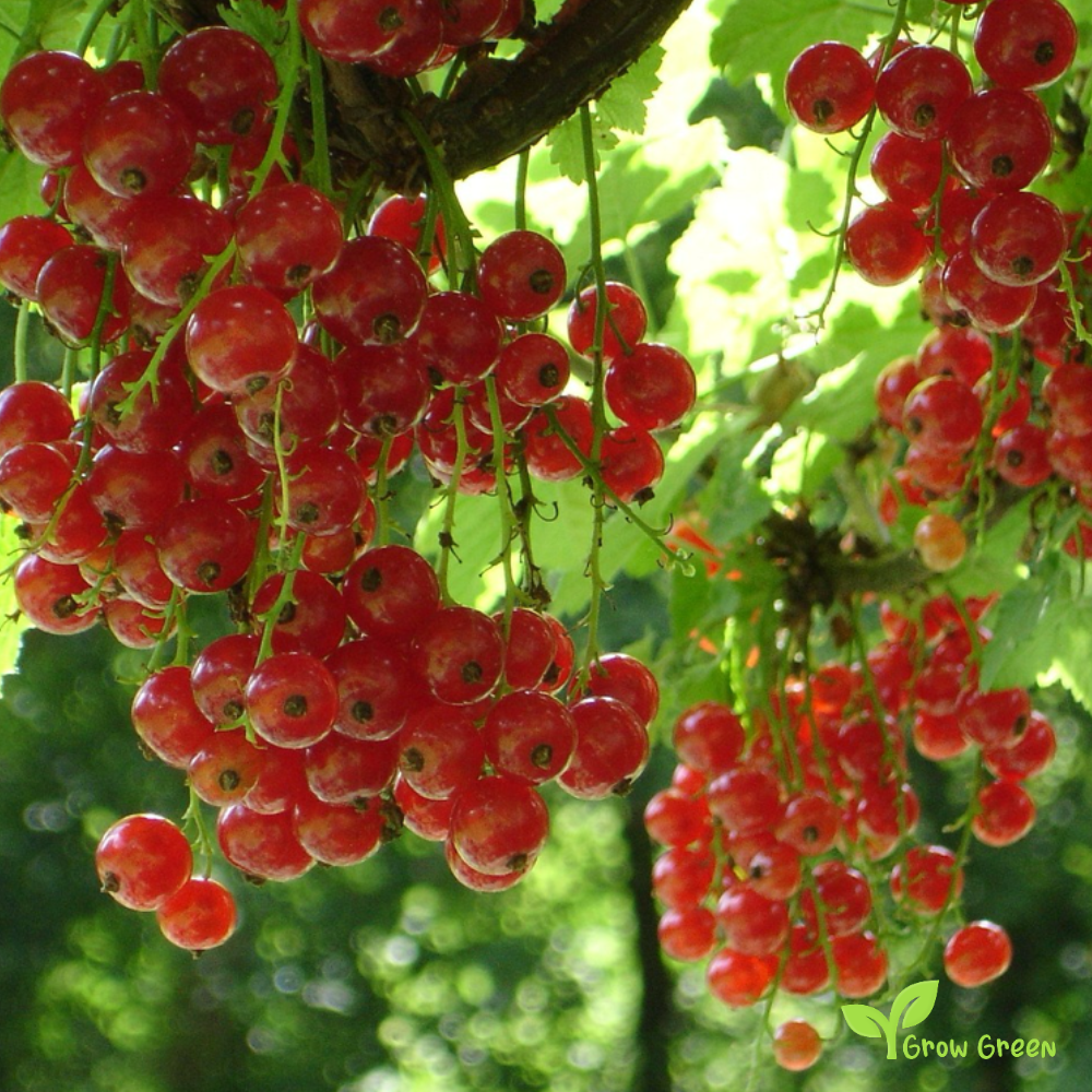 10 seeds of Red Currant - RIBES RUBRUM - Red Ribes + GIFT 5 seeds of Sunflower