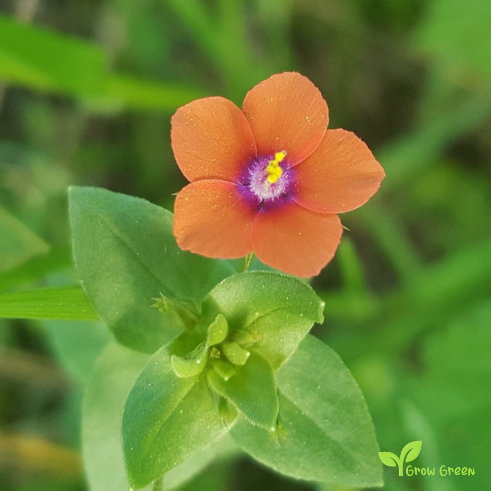10 seeds of Scarlet Pimpernel - ANGALLIS ARVENSIS - Lysimachia +5s. of Sunflower