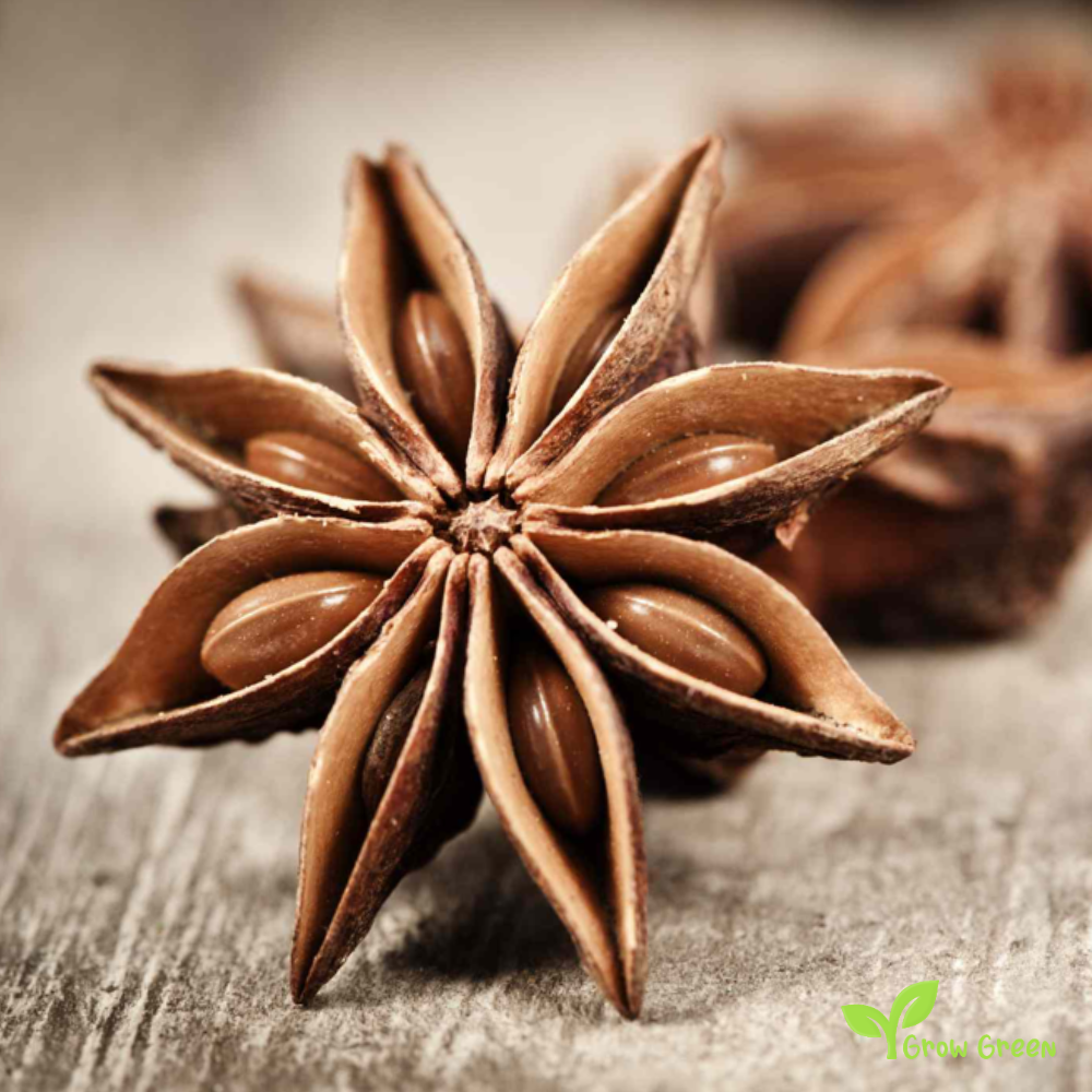 10 seeds of Star Anise - ILLICIUM VERUM - Plus GIFT 5 seeds of Sunflower
