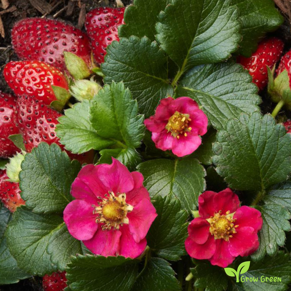 5 seeds Toscana Strawberry - FRAGRARIA ANANASSA - Pink Flower + 5 s Sunflower