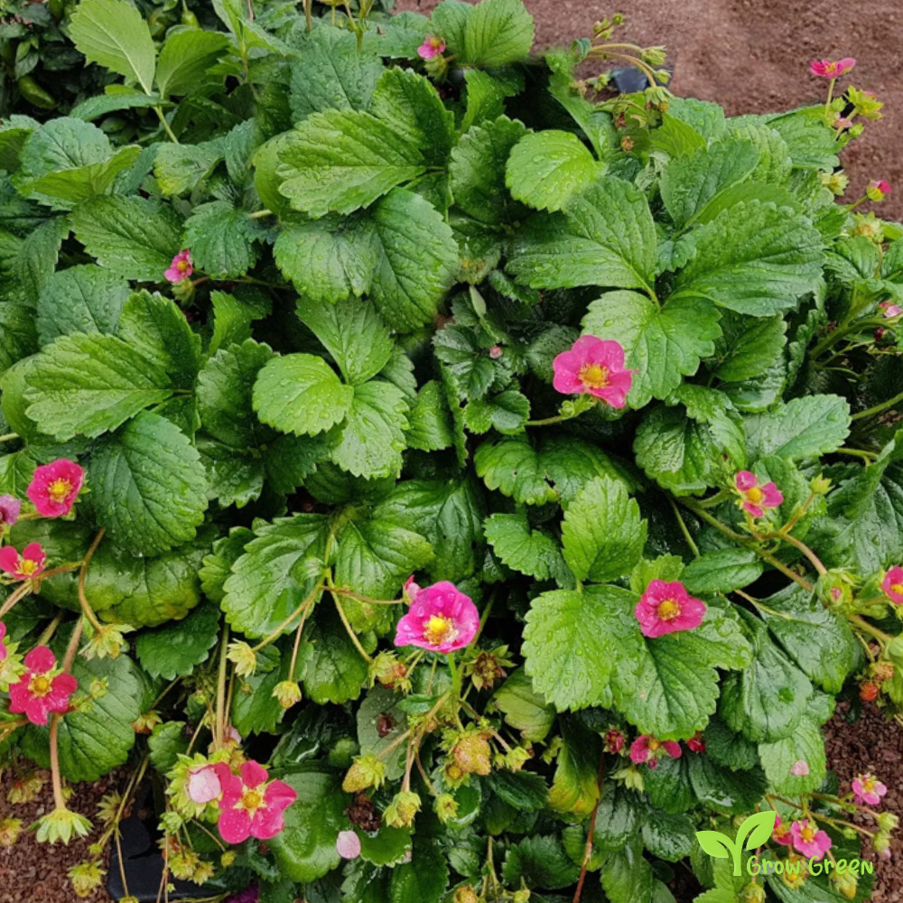 5 seeds Toscana Strawberry - FRAGRARIA ANANASSA - Pink Flower + 5 s Sunflower