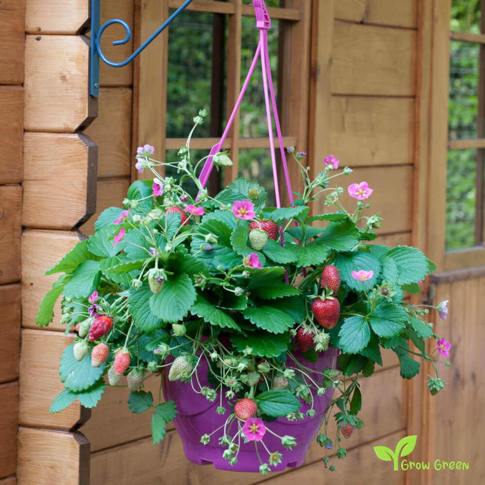 5 seeds Toscana Strawberry - FRAGRARIA ANANASSA - Pink Flower + 5 s Sunflower