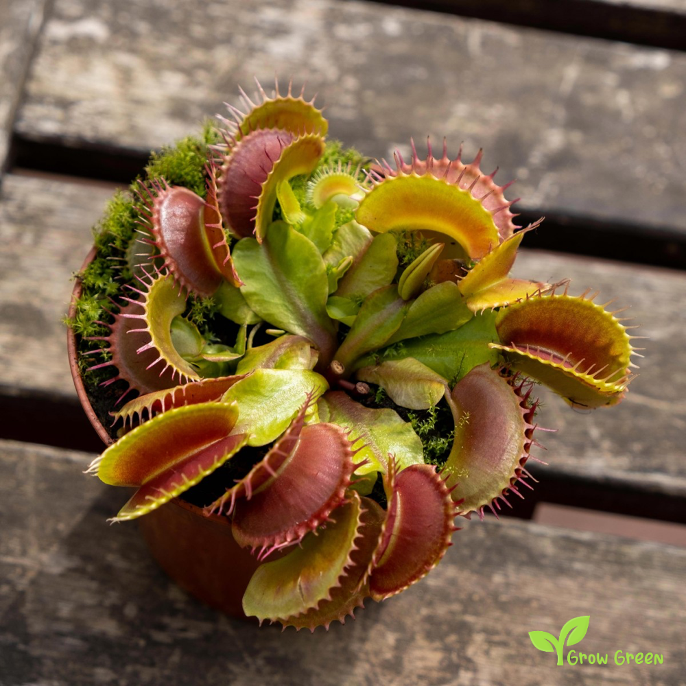10 seeds of Venus Flytrap - DIONAEA MUSCIPULA + 5 seeds of Sunflower