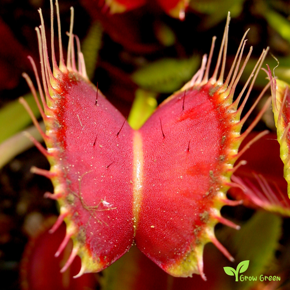 10 seeds of Venus Flytrap - DIONAEA MUSCIPULA + 5 seeds of Sunflower