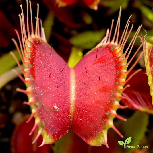 10 seeds of Venus Flytrap - DIONAEA MUSCIPULA + 5 seeds of Sunflower