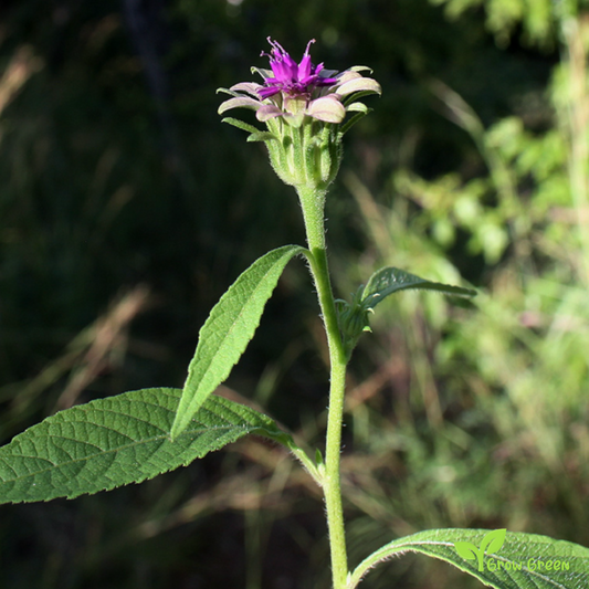 10 seeds of VERNONIA ANTHELMINTICA - Plus GIFT 5 seeds of Sunflower