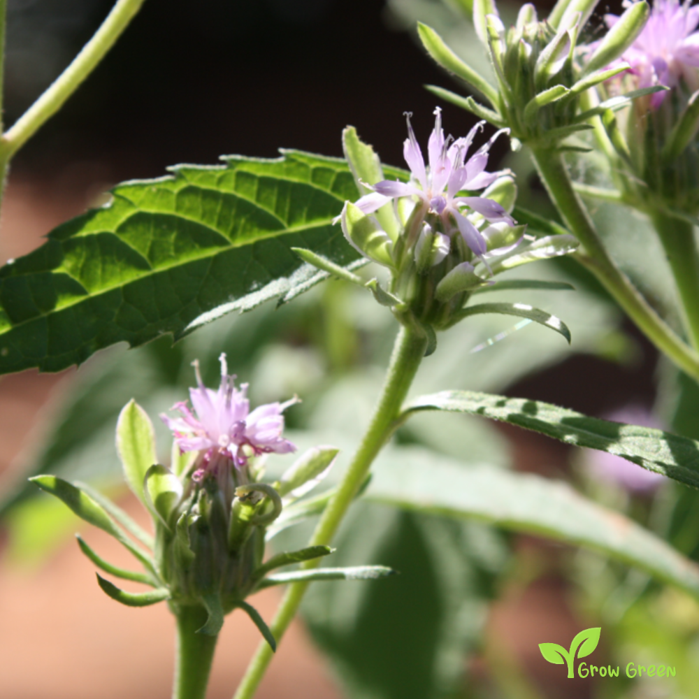 10 seeds of VERNONIA ANTHELMINTICA - Plus GIFT 5 seeds of Sunflower