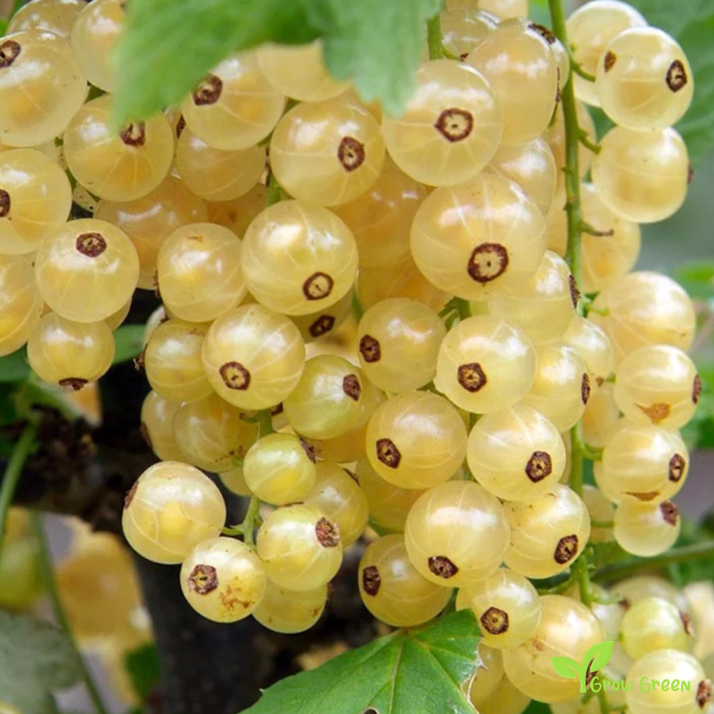 10 seeds of White Currant - RIBES RUBRUM - White Ribes + 5 seeds of Sunflower