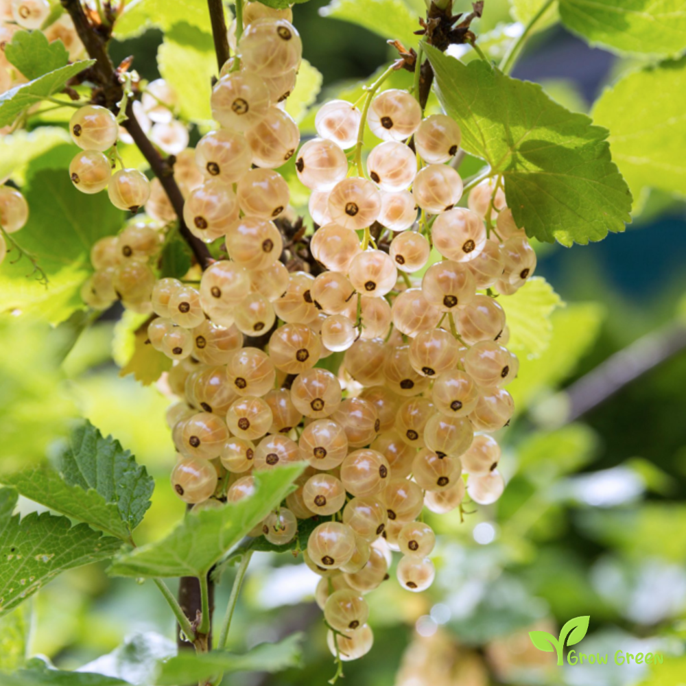 10 seeds of White Currant - RIBES RUBRUM - White Ribes + 5 seeds of Sunflower
